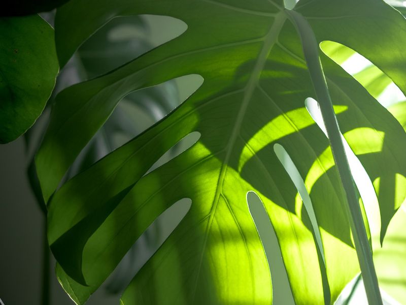 Zimmerpflanzen im Sale online bestellen Green Me Up