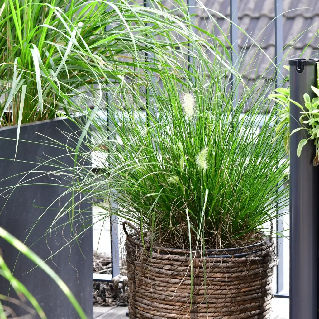 Pflanzen als Sichtschutz fr den Balkon  Green Me Up