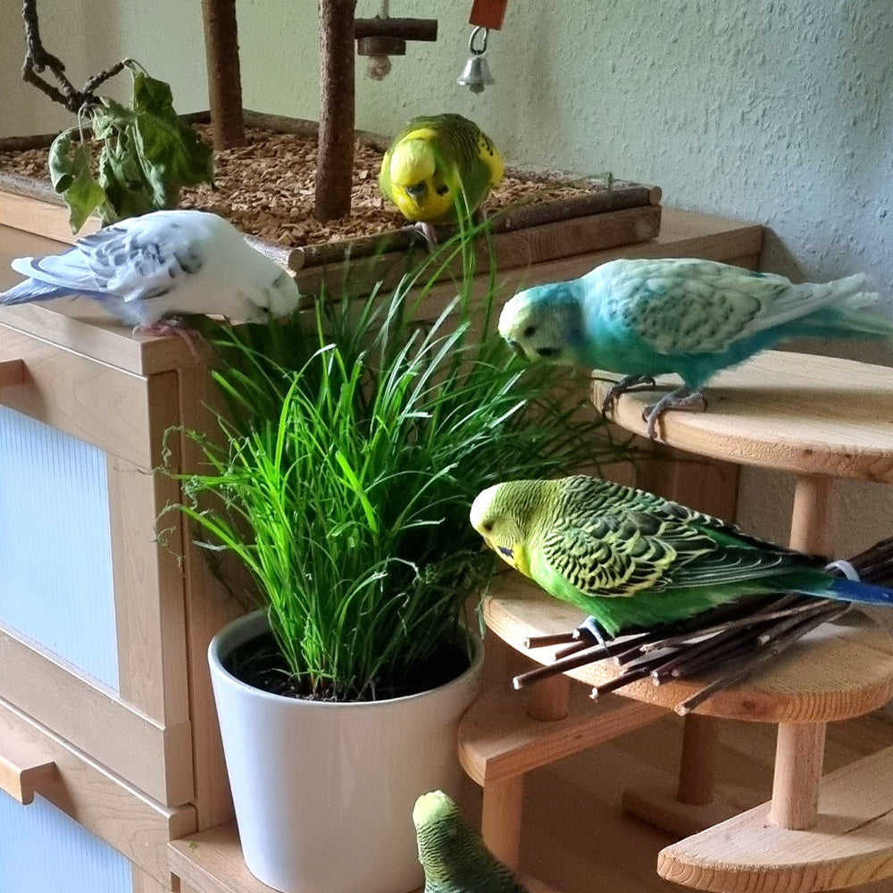 Petlove Futterpflanzen fr Vgel & Hhner  Green Me Up