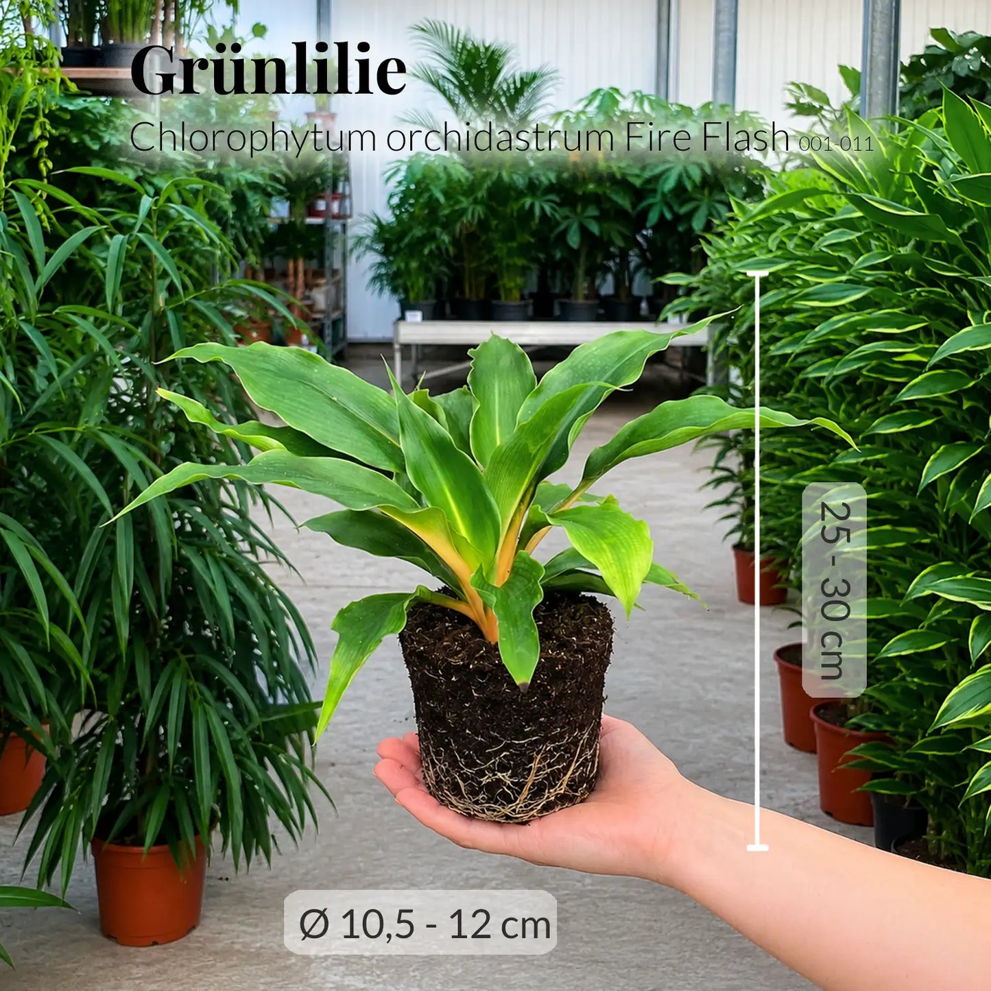 Grünlilie Fire Flash