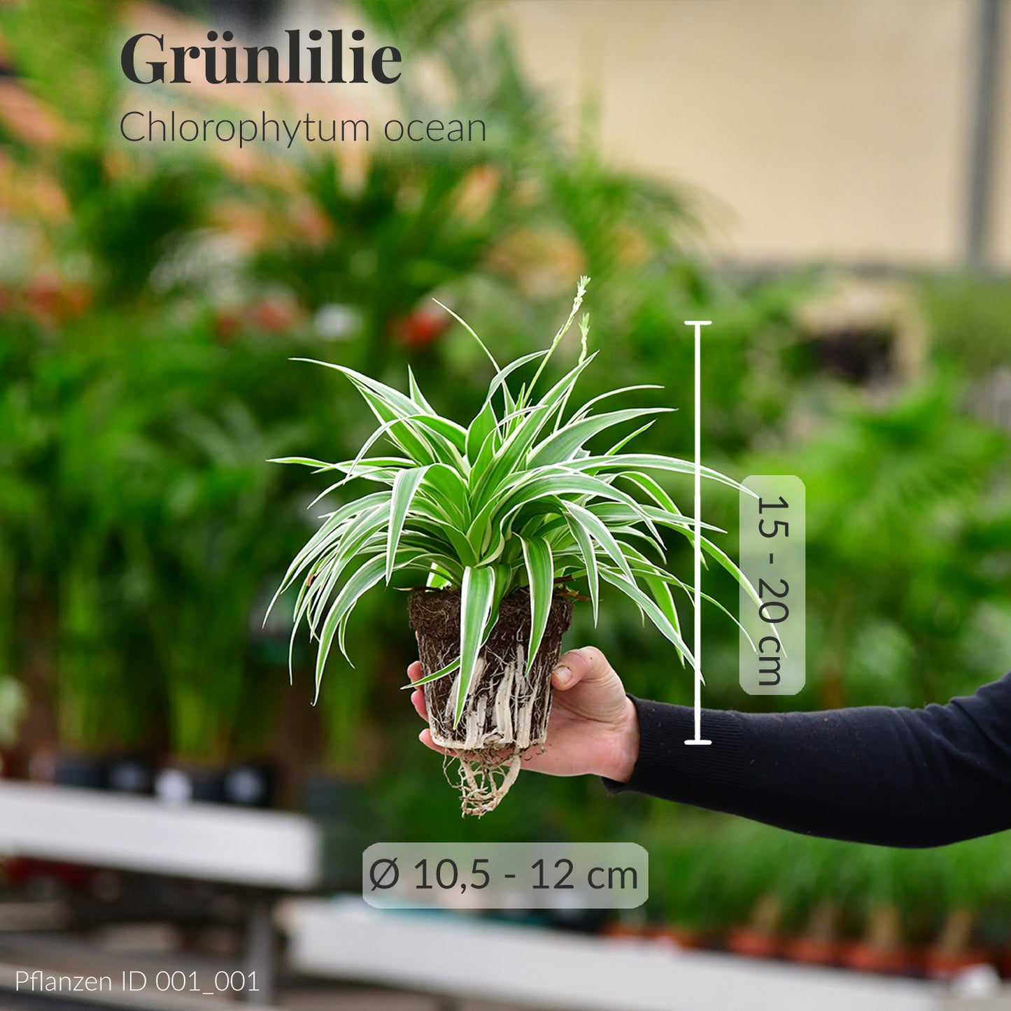 Grünlillie