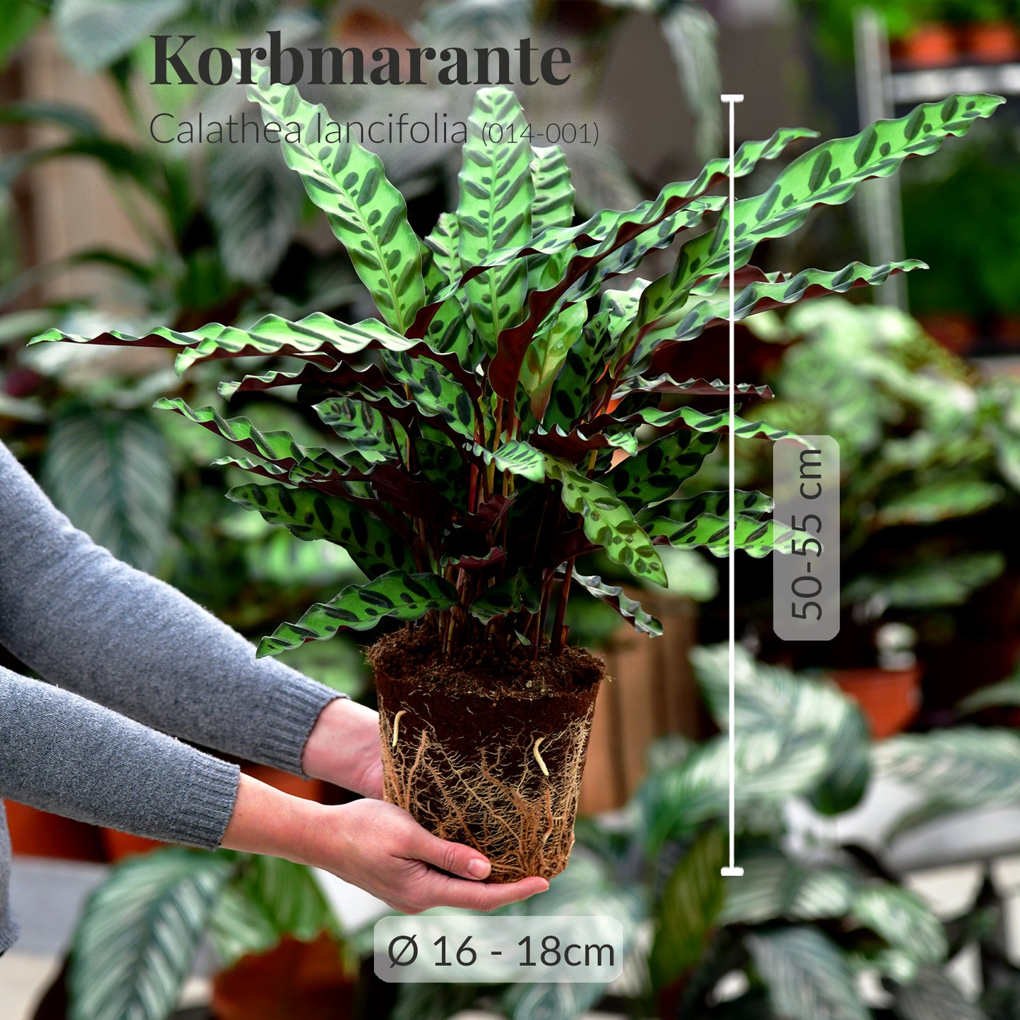 Geschenkset Calathea