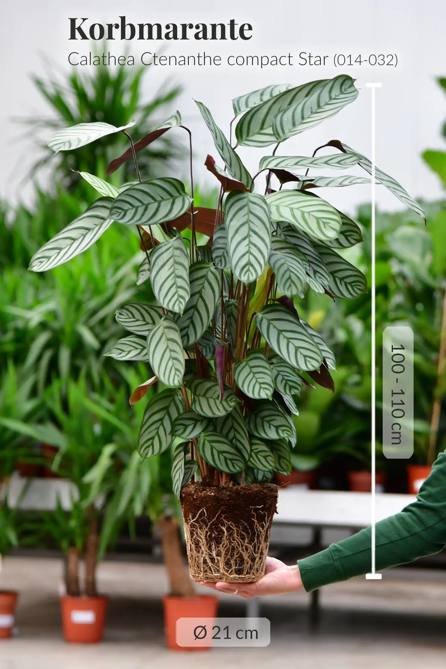 Große Star Calathea