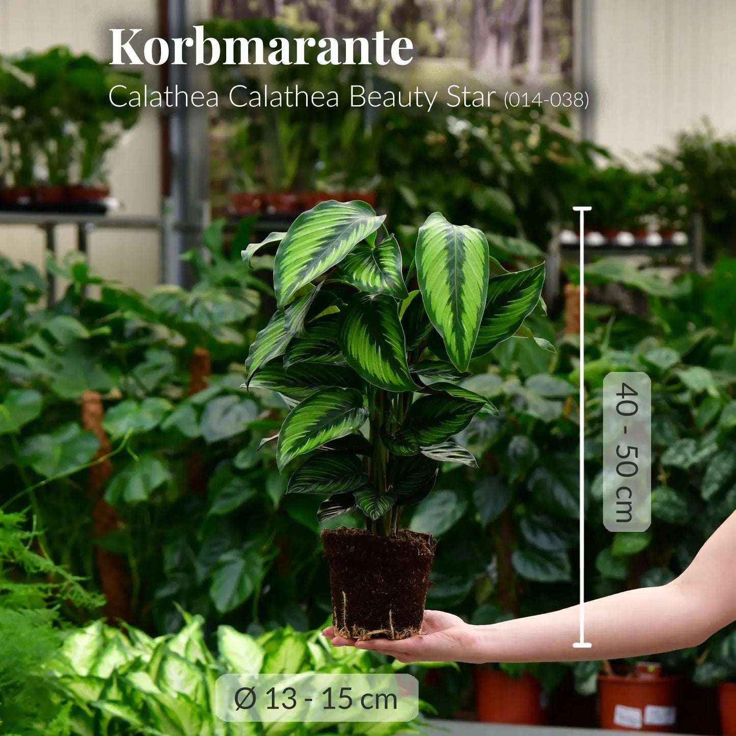 Schöne schmuckvolle Korbmarante mit gesunden Wurzeln direkt beim Gärtner