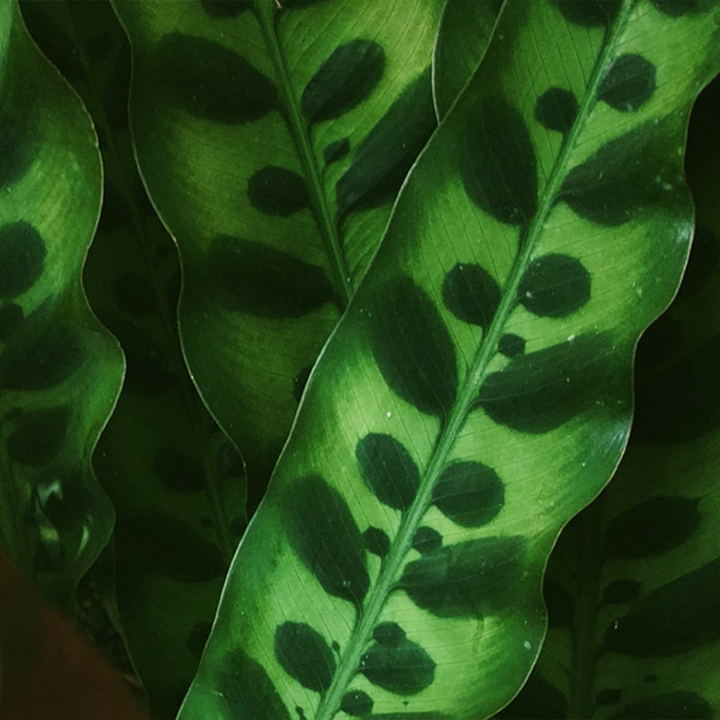Candy Calathea lancifolia