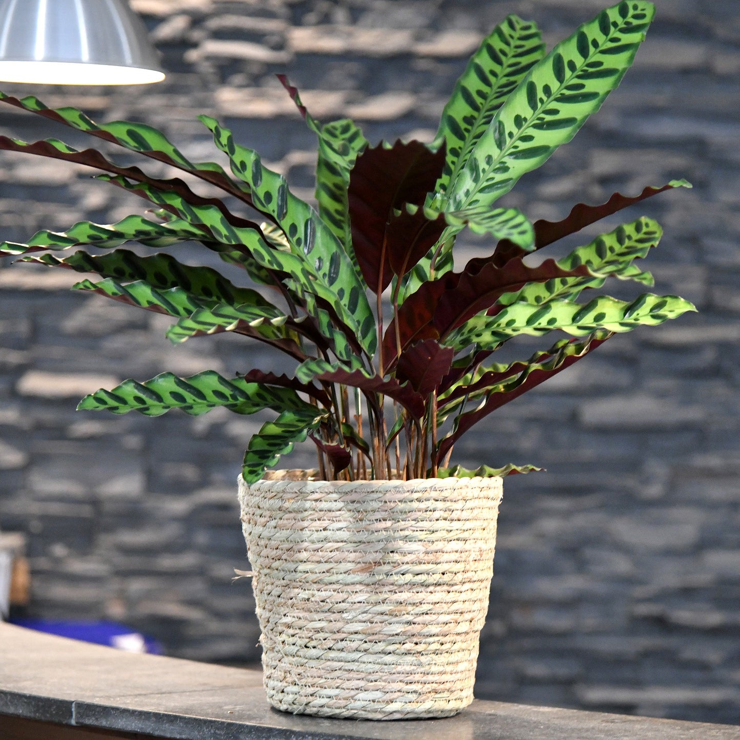 Candy Calathea lancifolia