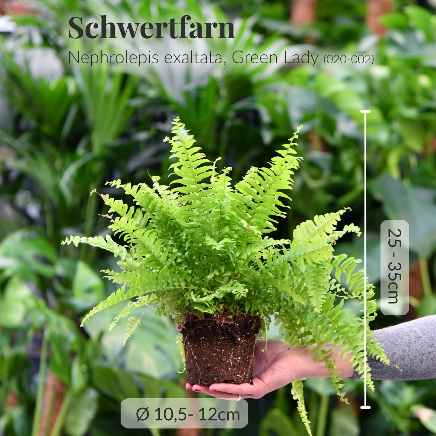 3er Box lufterfrischende Hängepflanzen