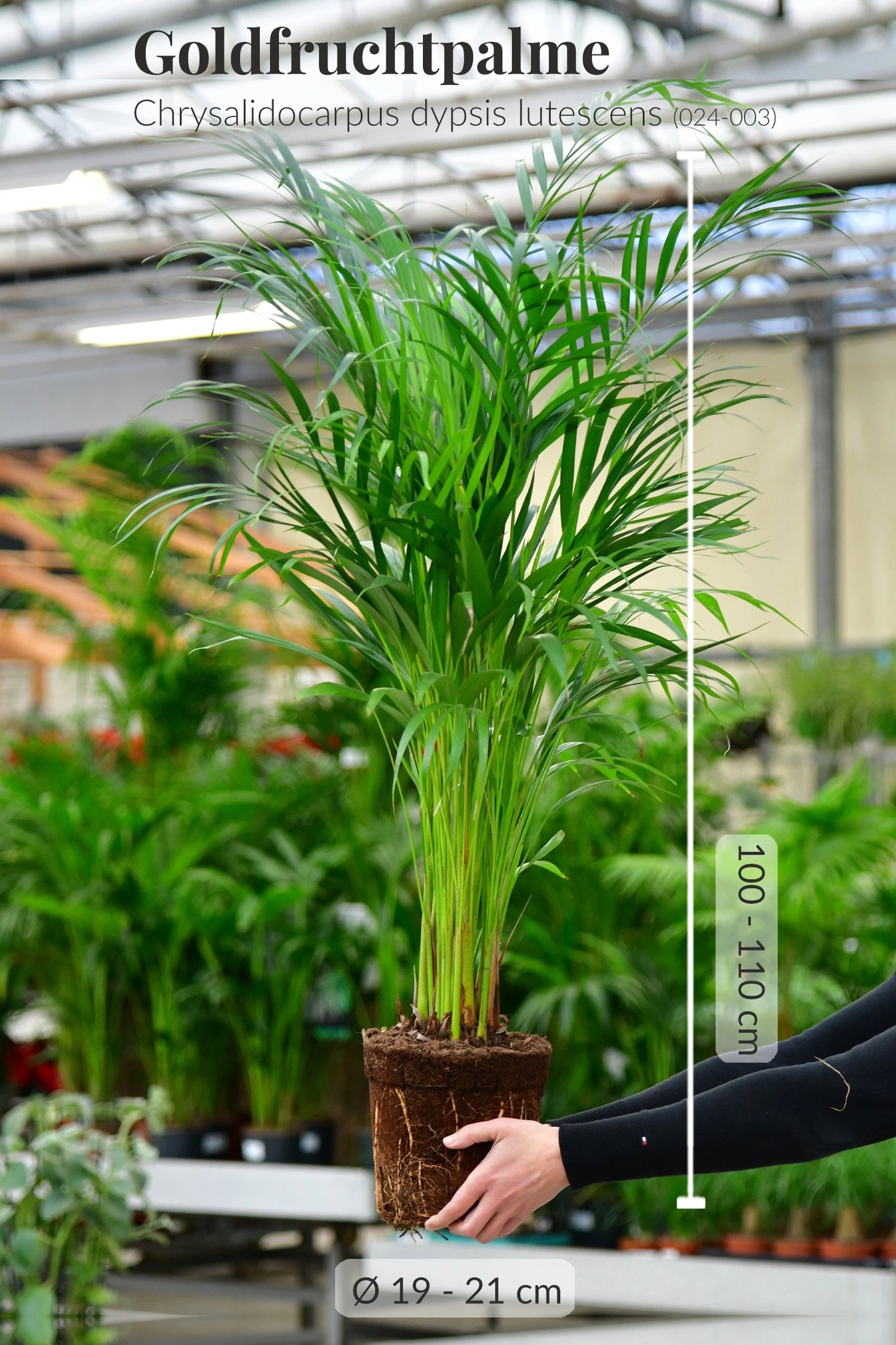 Große Goldfruchtpalme mit gesunden Wurzeln frisch beim Gärtner