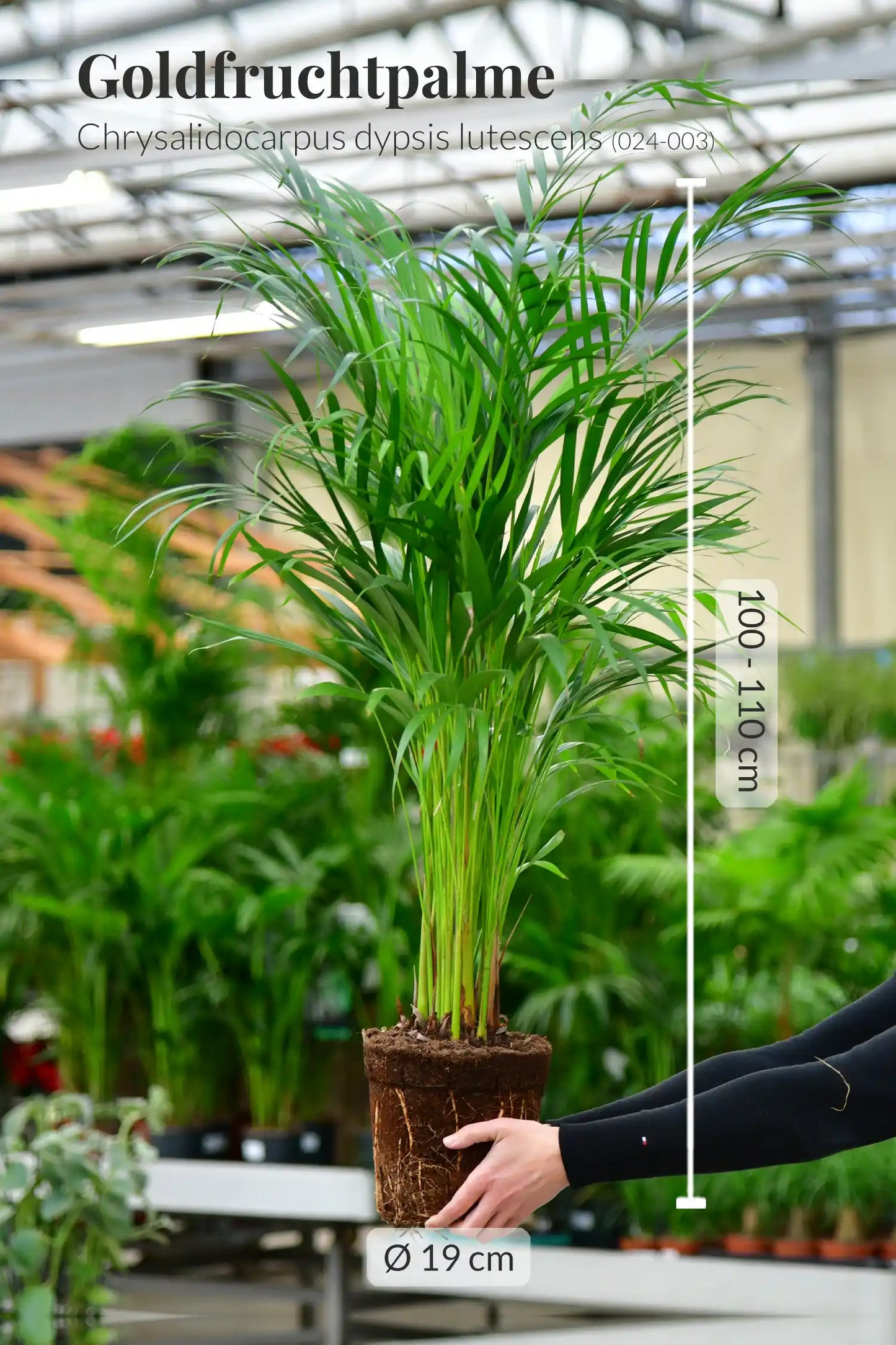 Große Goldfruchtpalme, 100-110cm