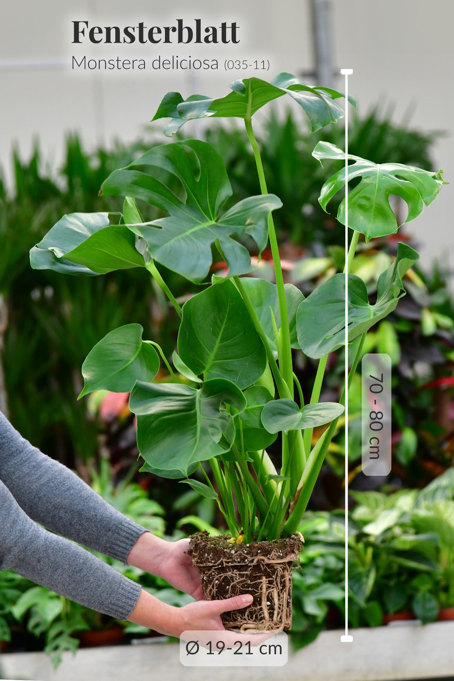 Große Monstera