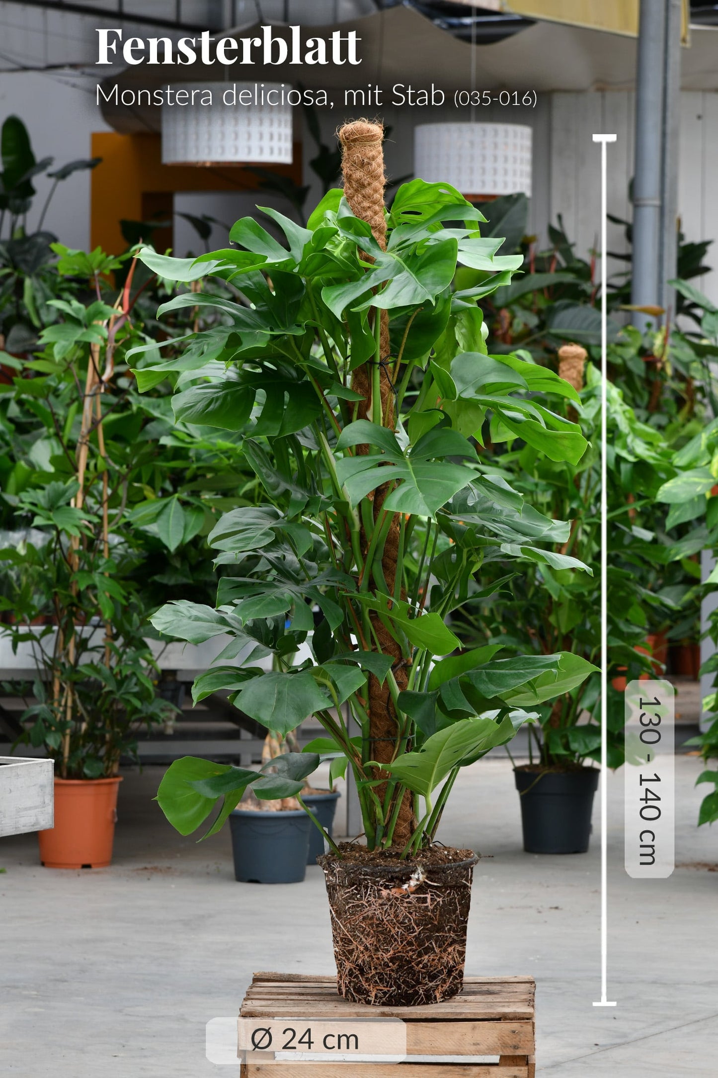 Echte XXL Monstera am Stab 150cm