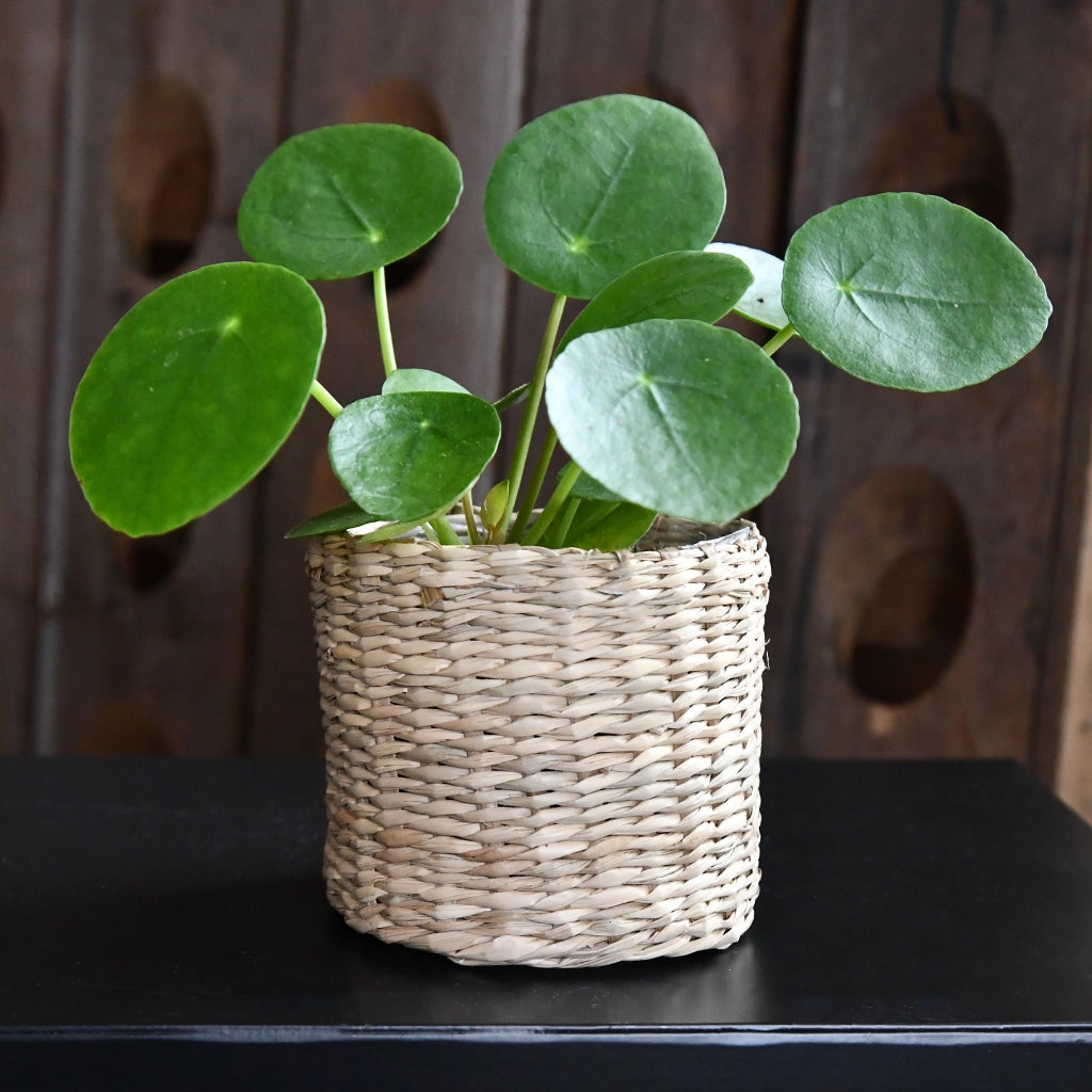 Babypflanze Pilea