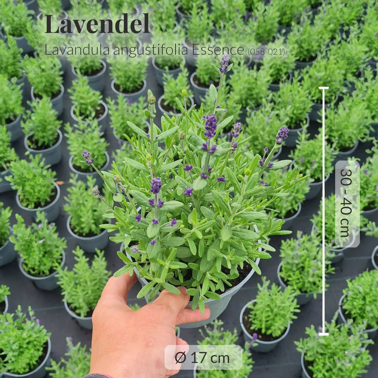 Blauer Lavendel Busch