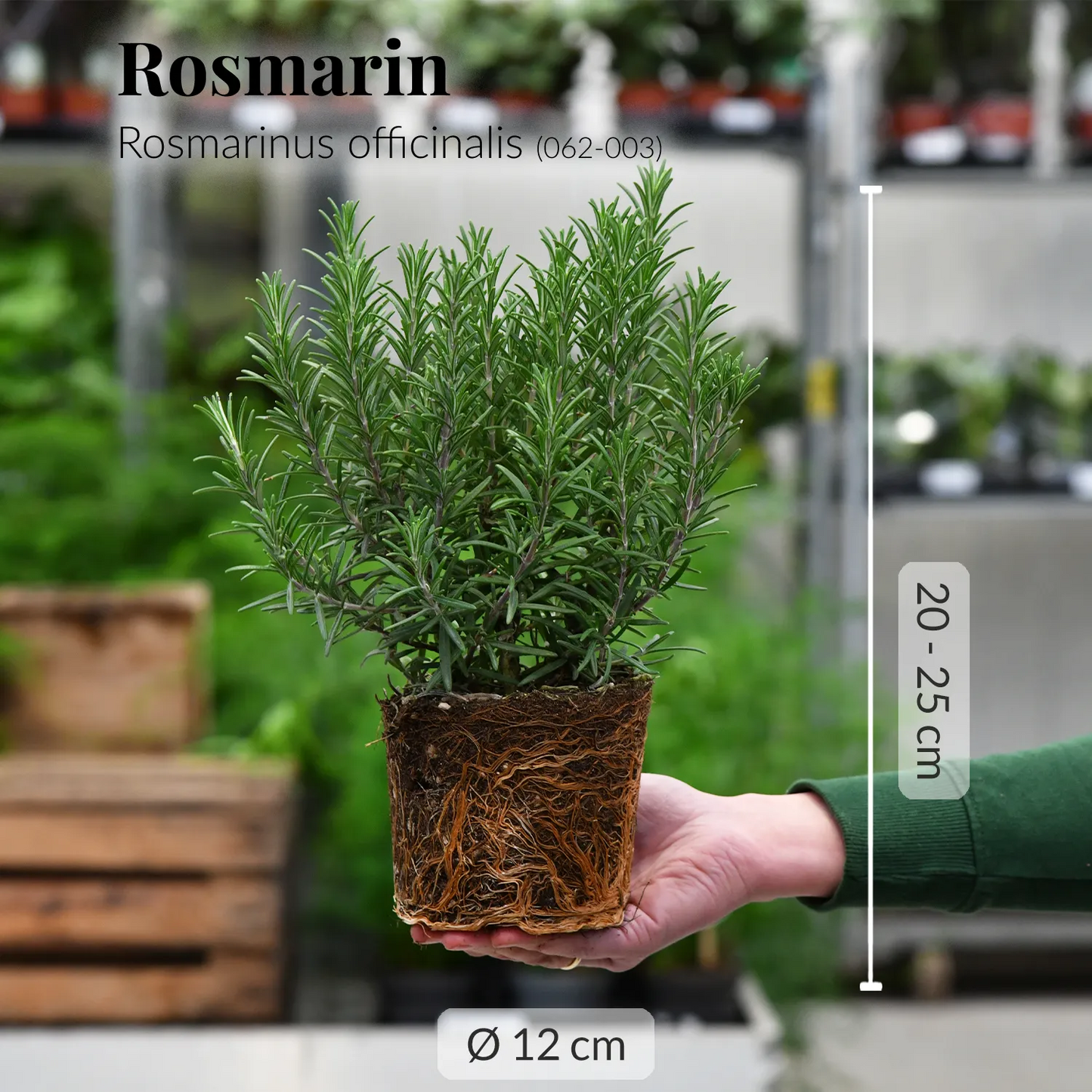 3er Box Kräuter für Drinks