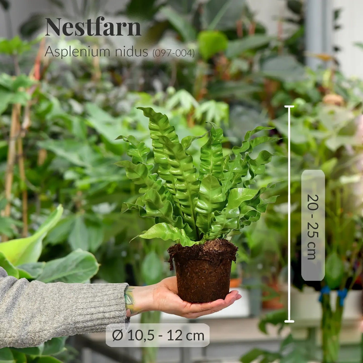 Frischer Nestfarn mit Wurzeln direkt beim Gärtner