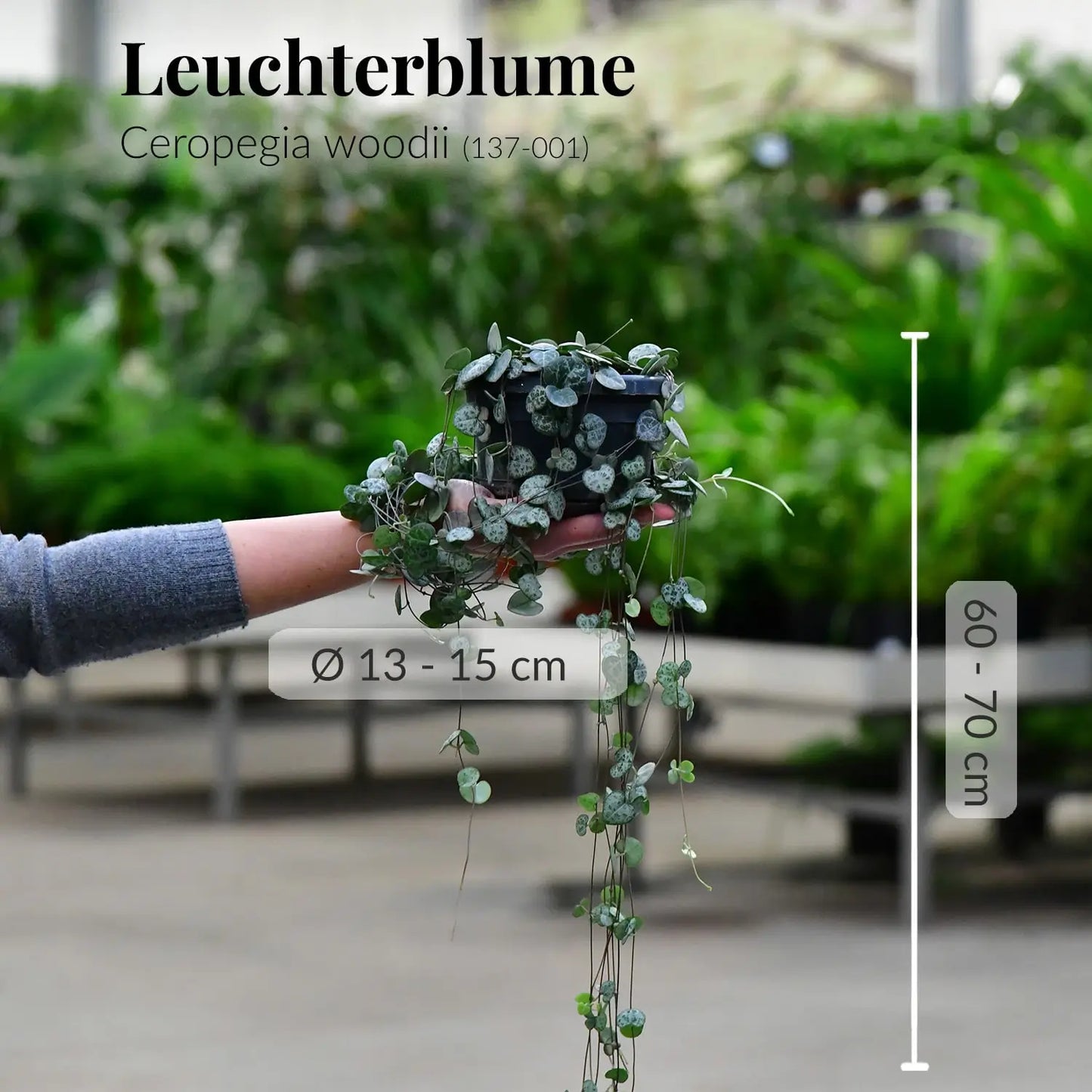 Gesunde Leuchterblume mit kräftigen Wurzeln direkt beim Gärtner