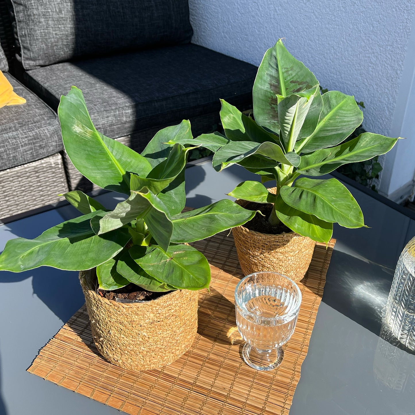 2 Bananenpflanzen auf einem Tisch auf dem Balkon