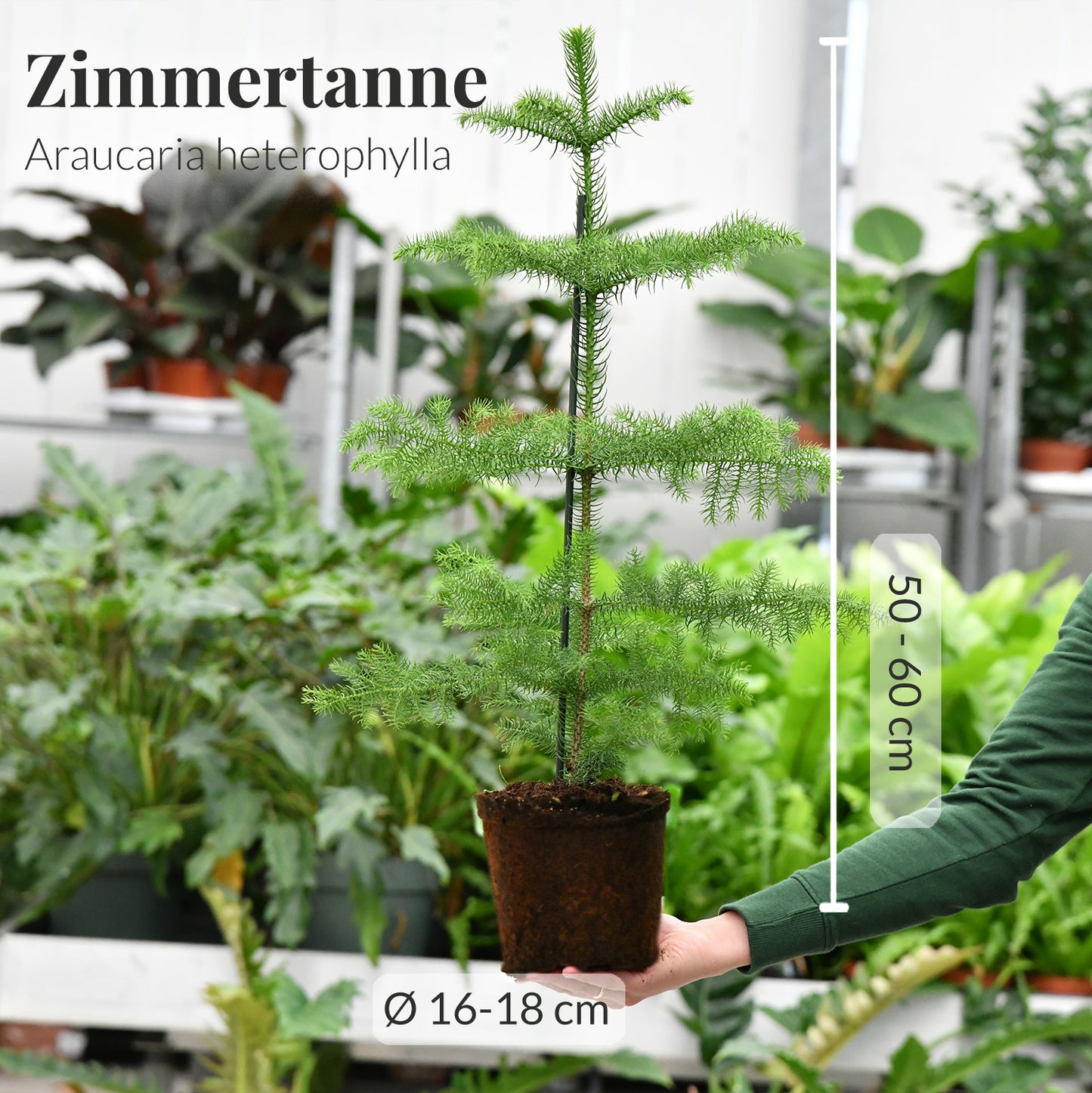 Geschenkset Zimmertanne