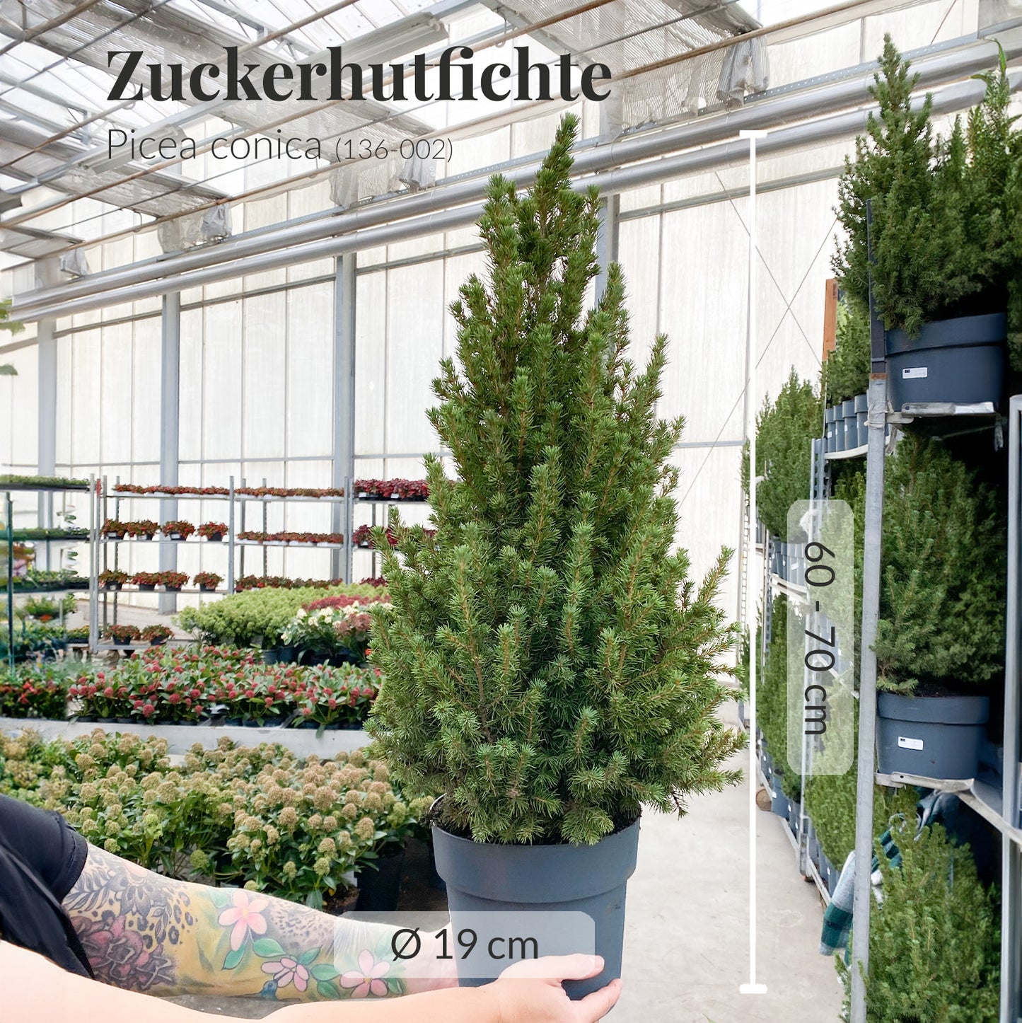 Pop Up Weihnachtsbaum