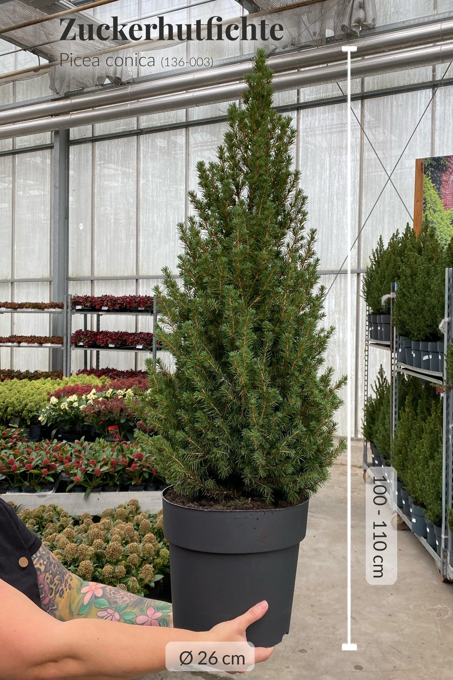 Großes Weihnachtsbaum Set mit Lichterkette, Kugeln und rotem Deko Topf