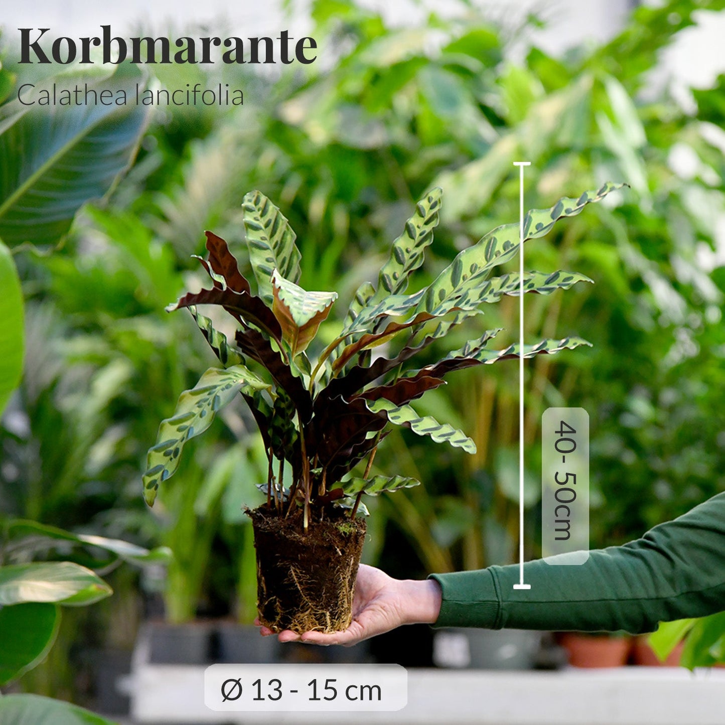 Calathea lancifolia frisch beim Gärtner mit gesunden Wurzeln