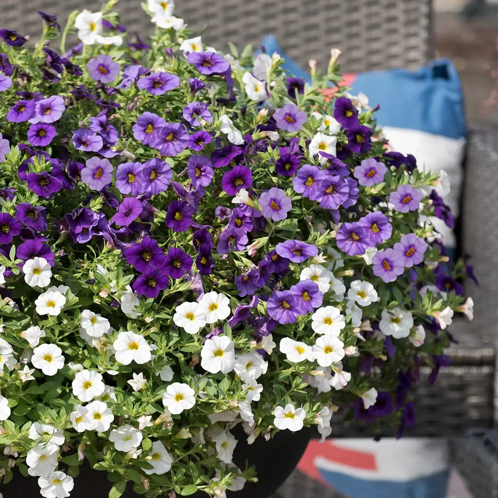 Balkonkasten Set Marine Sommerblumen Look
