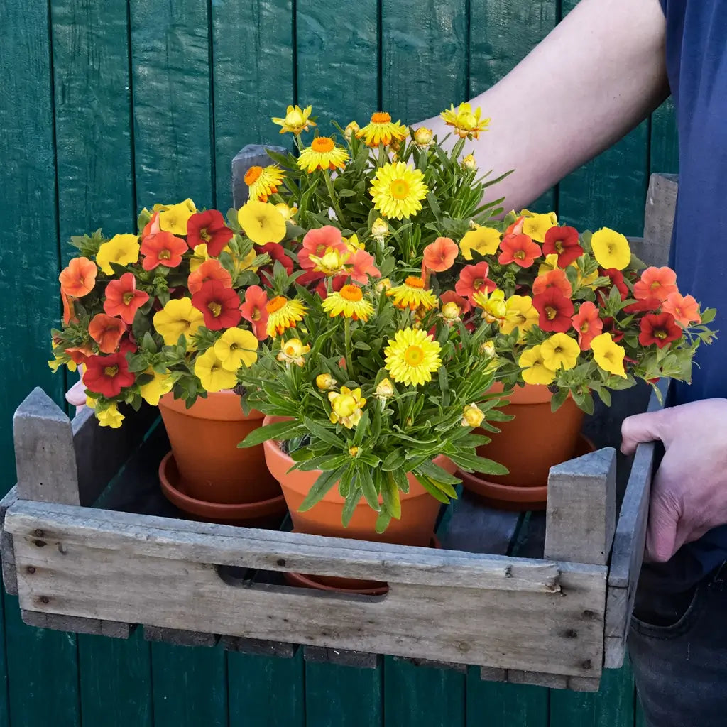 Balkonkasten Set Sonnige Sommerblumen