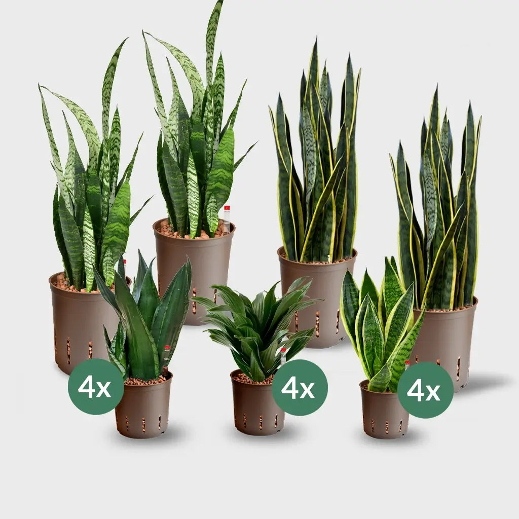 Kaufe 16 Sukkulenten Büropflanzen – Green Me Up