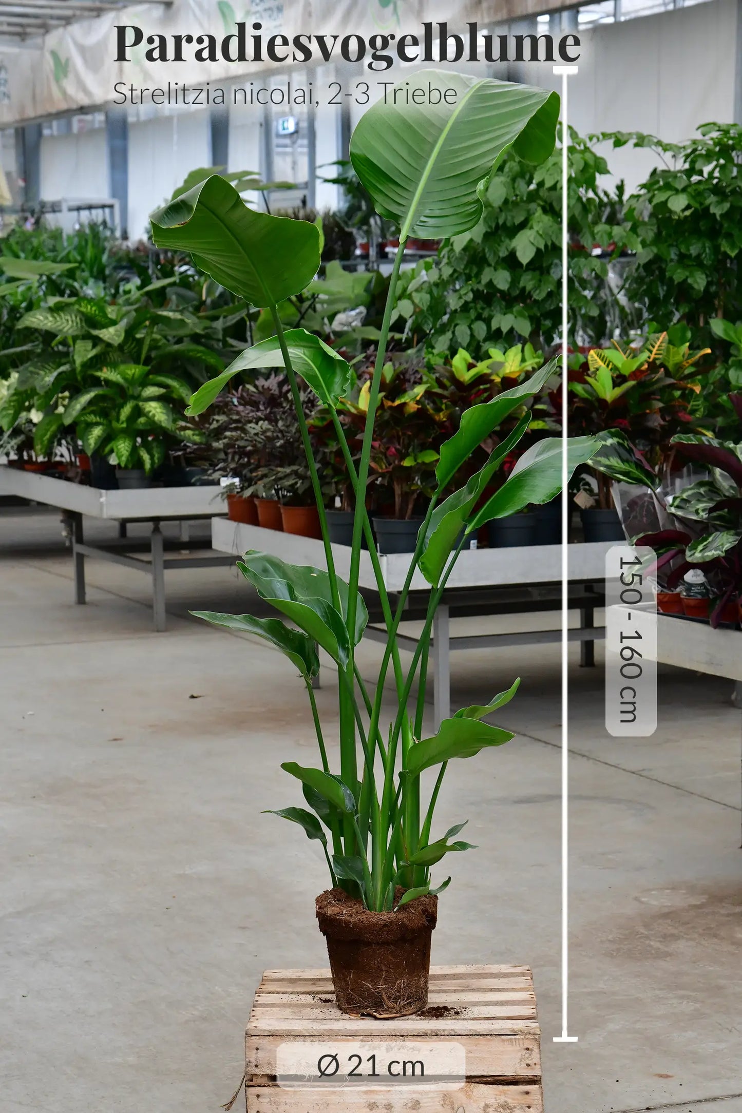 SPECIAL OFFER XXL Strelitzie 150-160cm