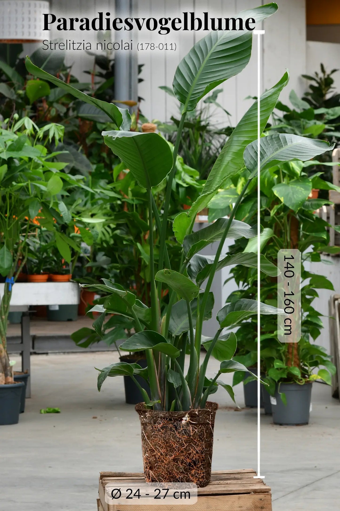 SPECIAL OFFER XXL Strelitzie 150-160cm