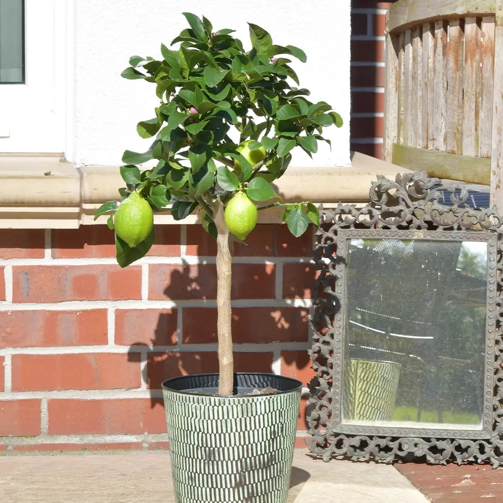 Amalfi Zitronenbaum mit grünen Früchten, 60-70cm