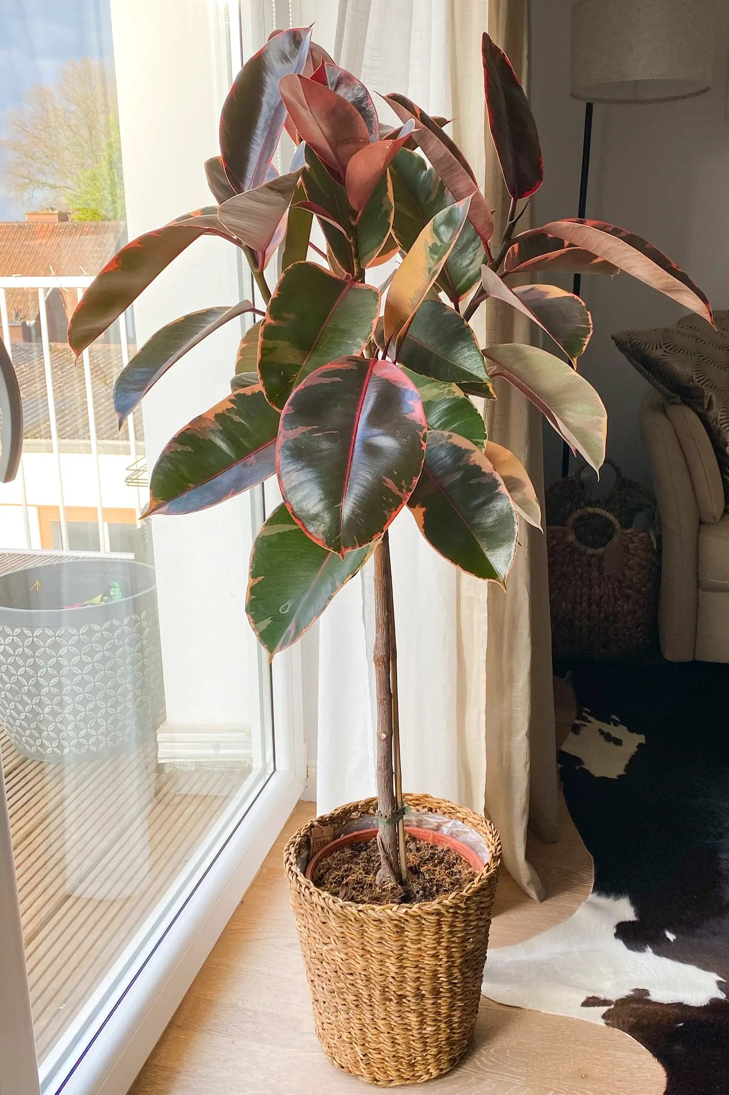 Gummibaum im Bastkorb in einem Wohnzimmer am Fenster