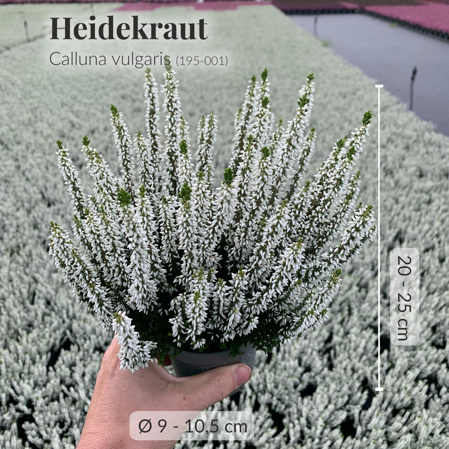 Balkonkasten Set Weißes Heidekraut
