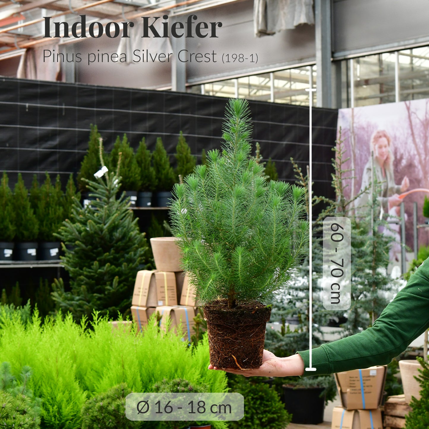 Zimmer Pinie