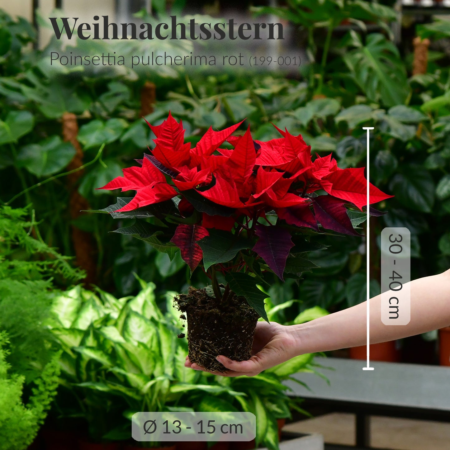 Geschenkset Weihnachtsstern im Metalltopf