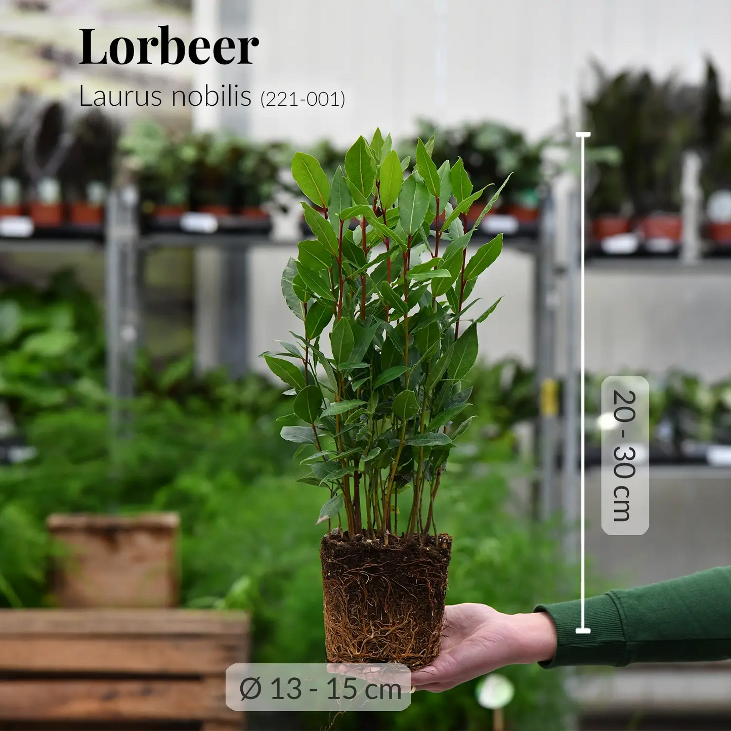 Lorbeer Pflanze