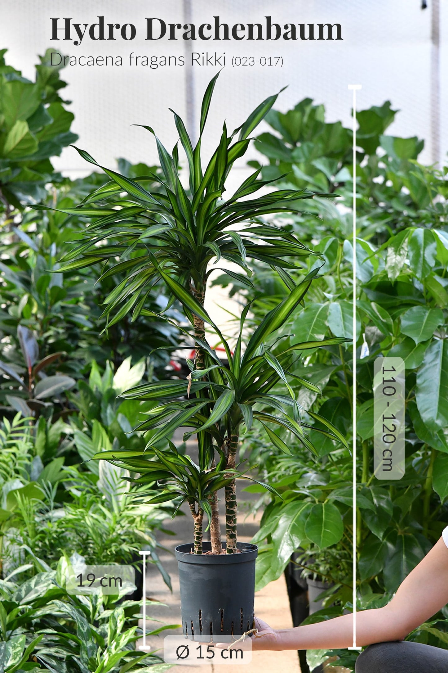 HYDRO SET XL BÜROPFLANZE Dracaena Rikki mit Vase in Betonoptik, 160-170cm