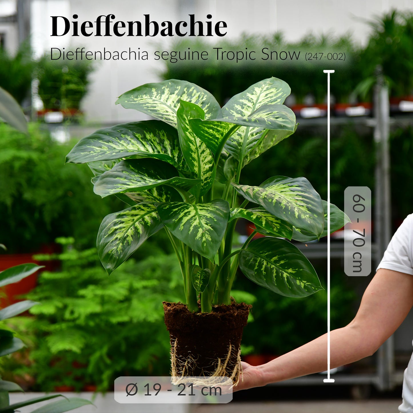 Tropic Snow Dieffenbachia