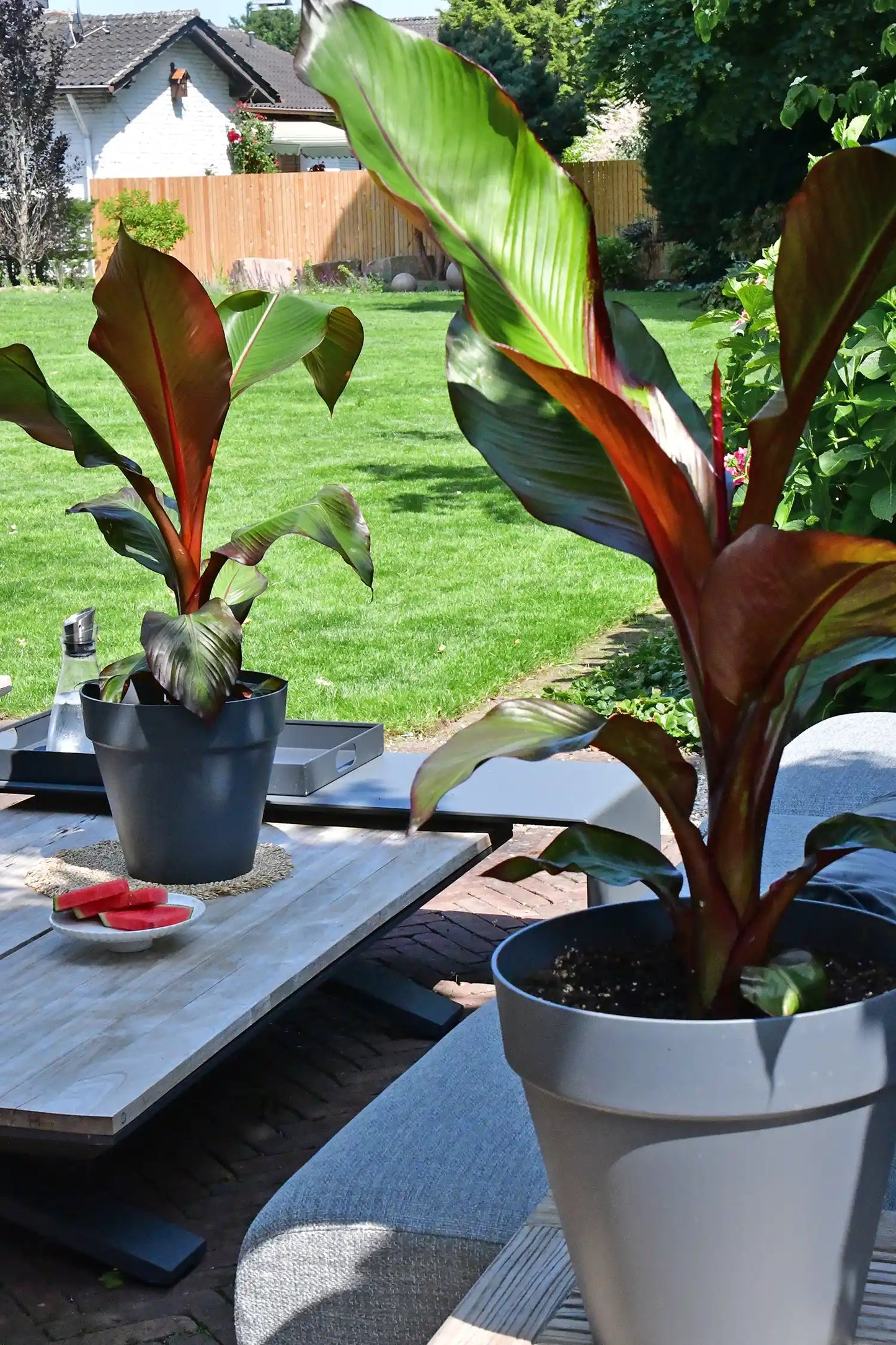 SPECIAL OFFER Rote Bananenpflanze mit Pflanzkübel und Gratis Erde