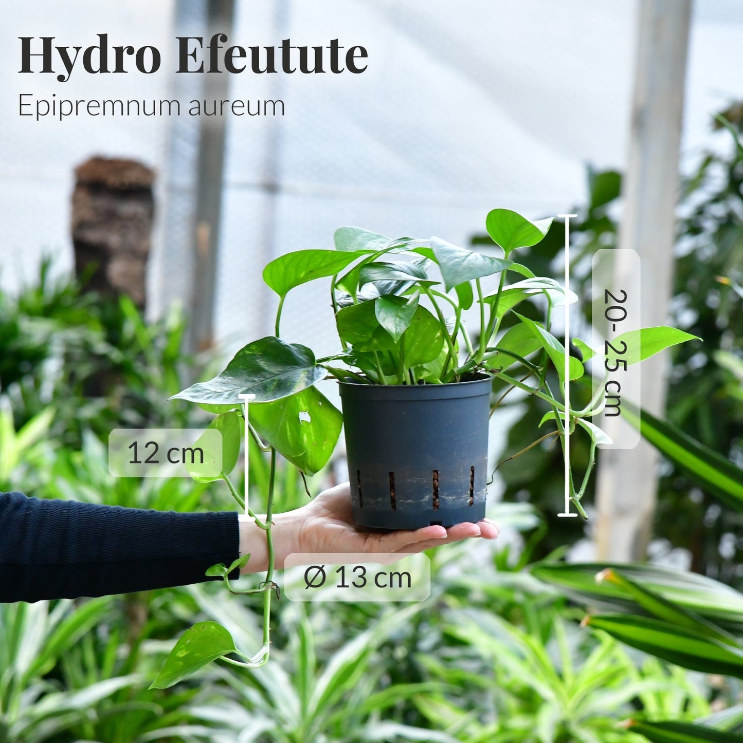 3+1 Hydrobox Colour Trends