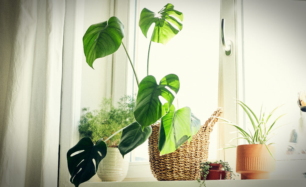 Monstera, Fensterblatt am sonnigen Fenster
