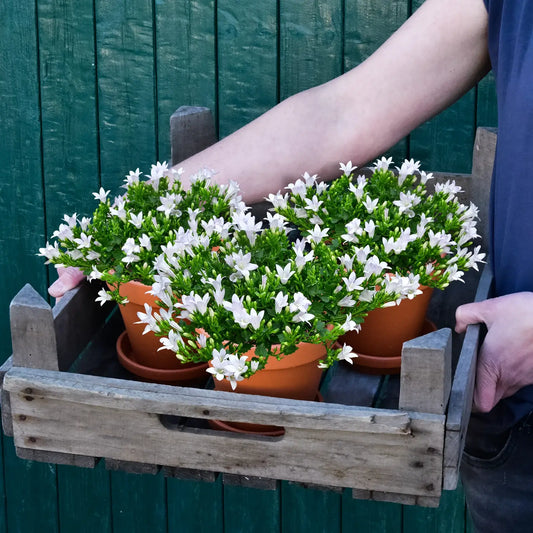 Frische weiße Glockenblumen im 3er Set frisch vom Gärtner