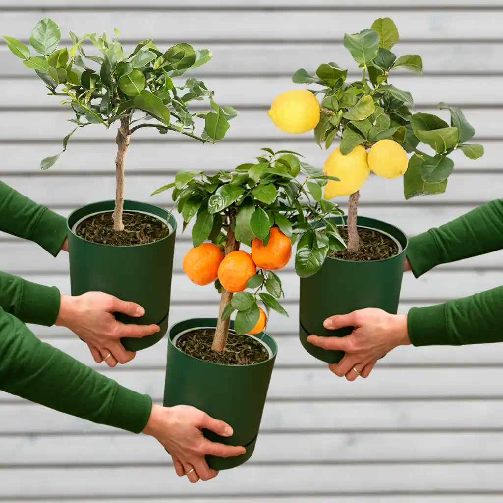 Zitronenbäume Mix kaufen – Green Me Up