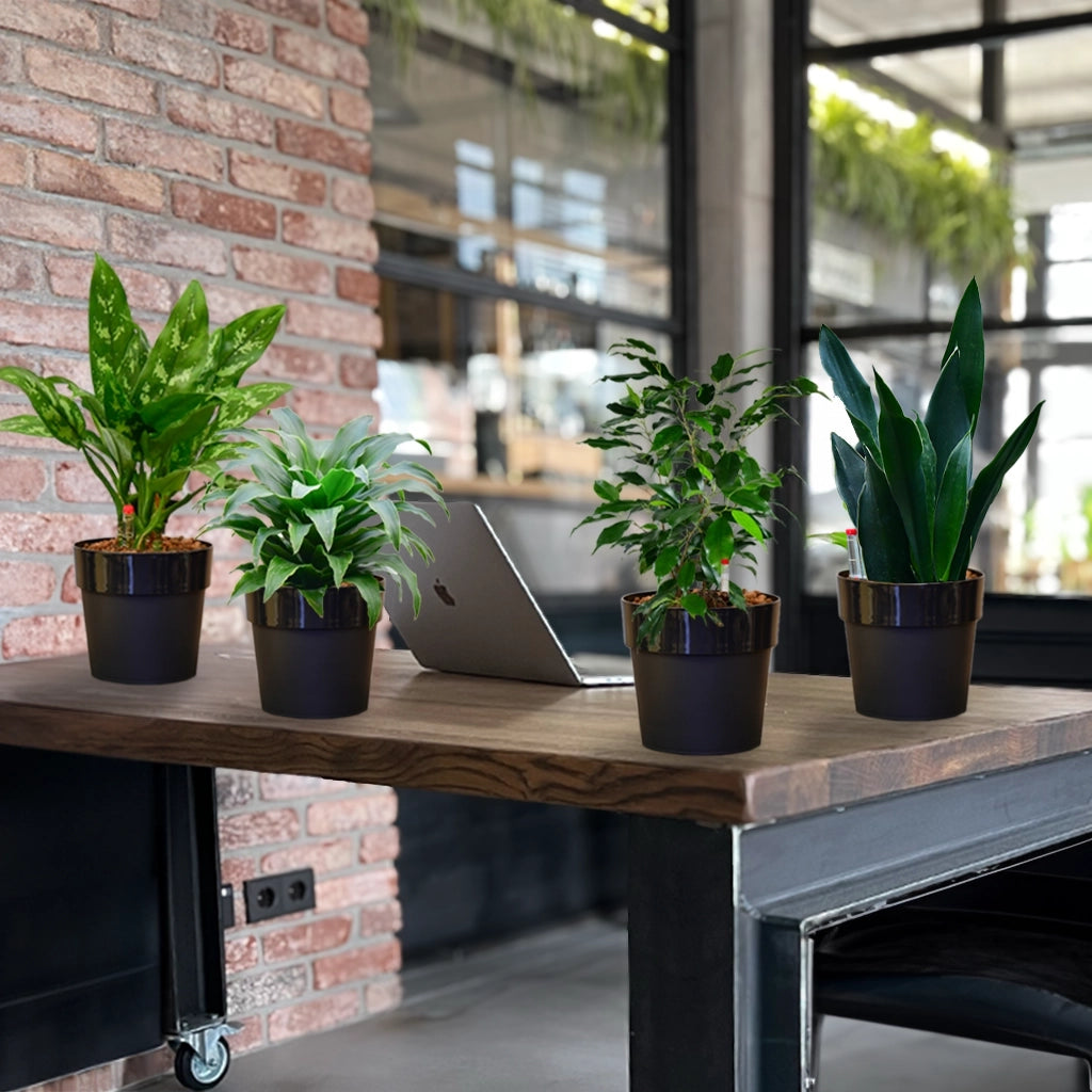 4er Box Hydro Büropflanzen – Green Me Up