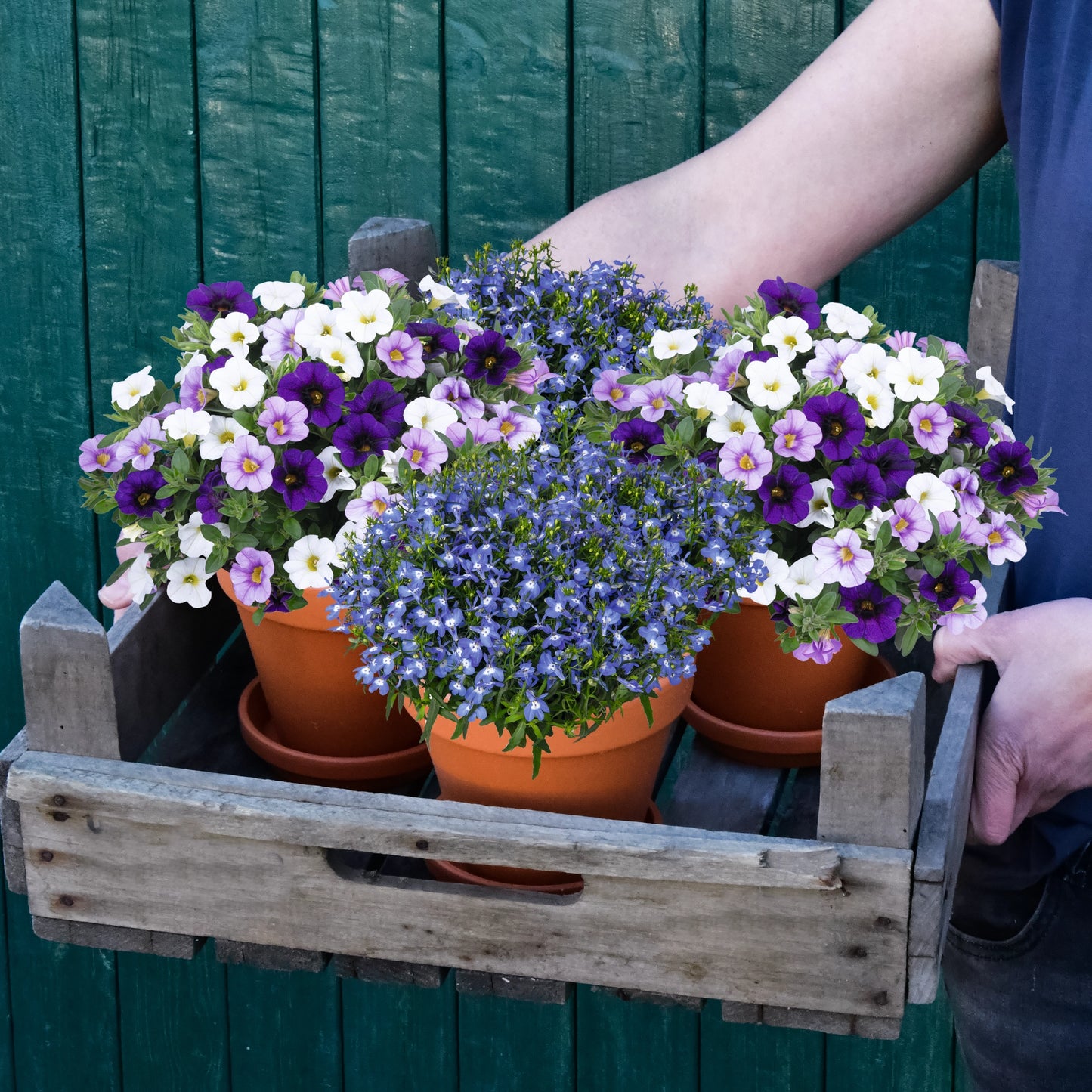 4er Box Marine Sommerblumen Look