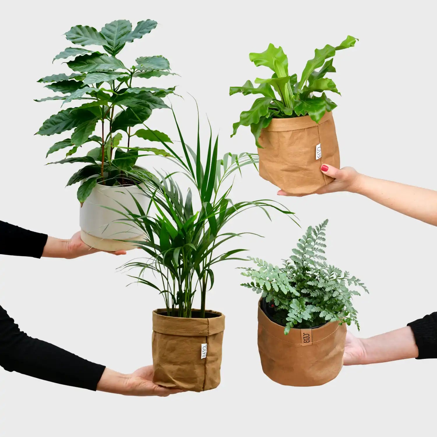 hydro pflanztopf 4er Box Hydro Katzentraum – Green Me Up