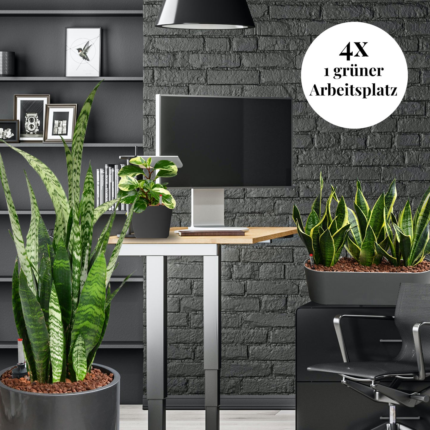 PALETTENSET Minimalistisch & Pflegeleicht - Hydrokultur Büropflanzen mit hohen Vasen