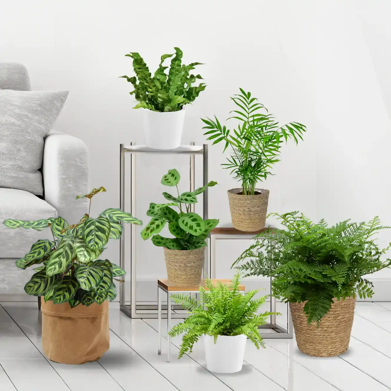 Ungiftige Pflanzenset wenig Licht – Green Me Up