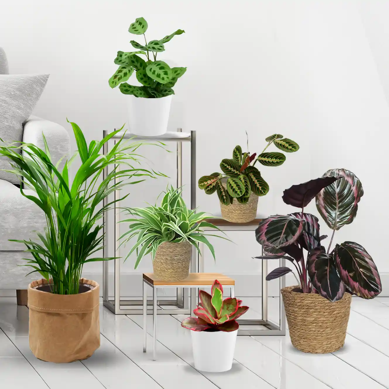 Ungiftige Trendpflanzen im Set kaufen – Green Me Up