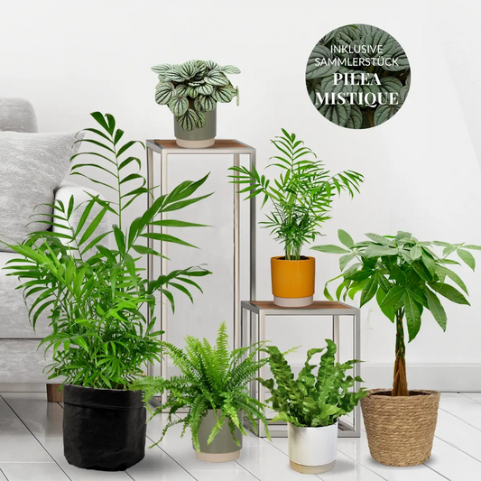 Tierfreundliche Pflanzenbox Happy Cat frisch vom Gärtner bestellen